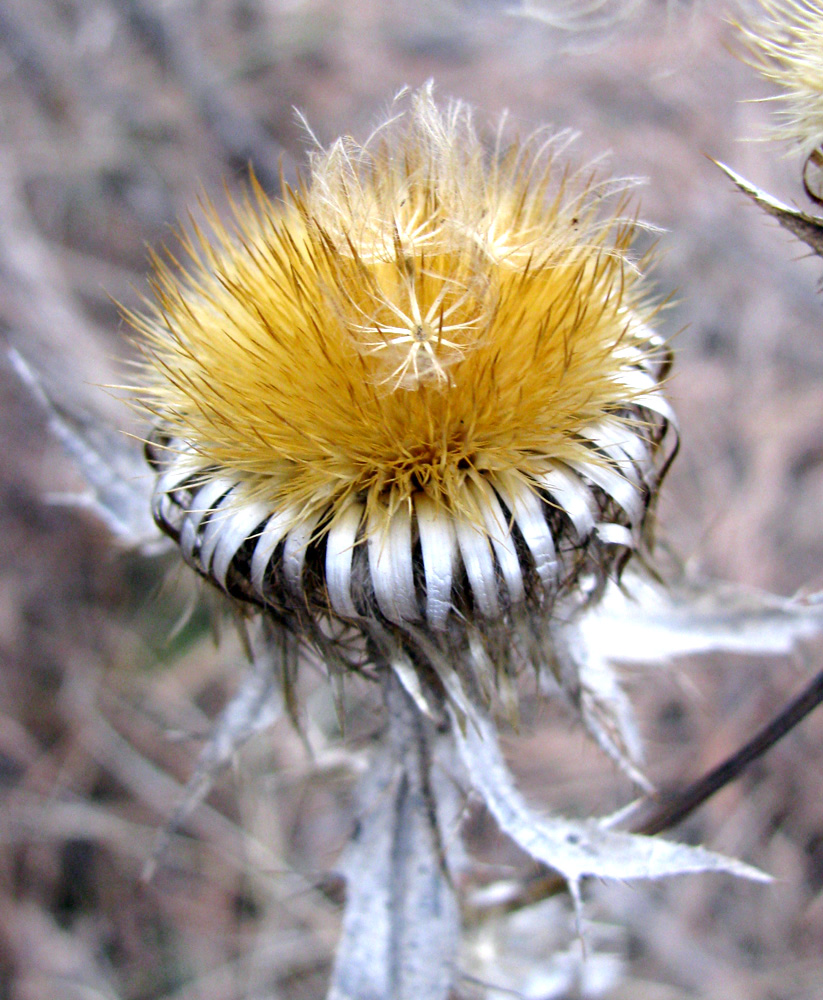 Изображение особи Carlina vulgaris.