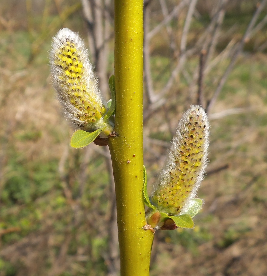 Image of Salix myrsinifolia specimen.