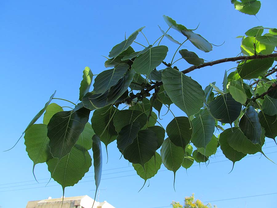 Изображение особи Ficus religiosa.