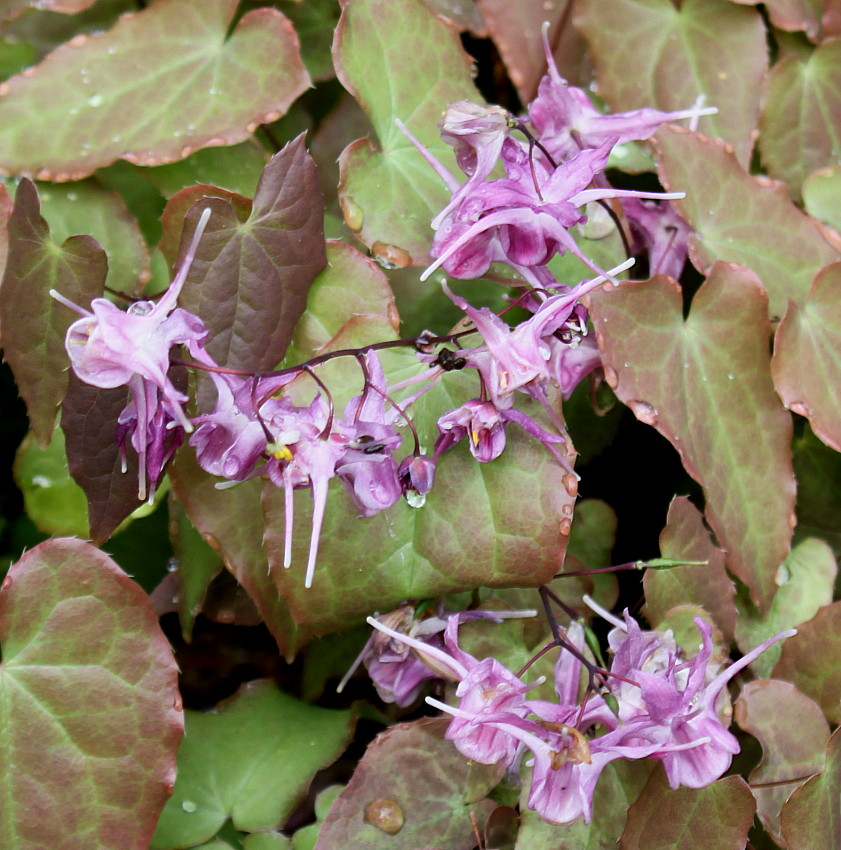 Image of Epimedium grandiflorum specimen.