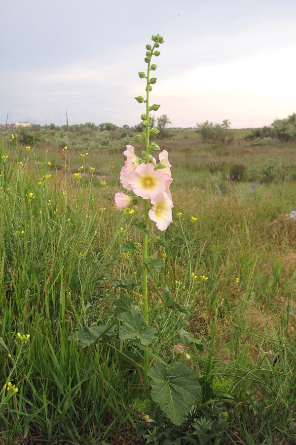 Image of Alcea rosea specimen.