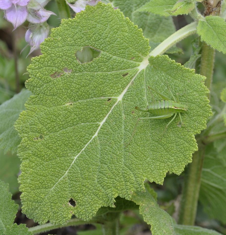 Изображение особи Salvia sclarea.
