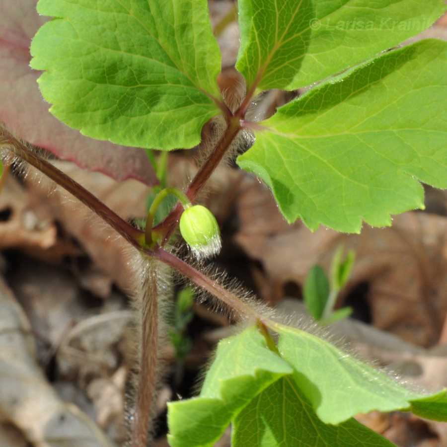 Изображение особи Anemone udensis.