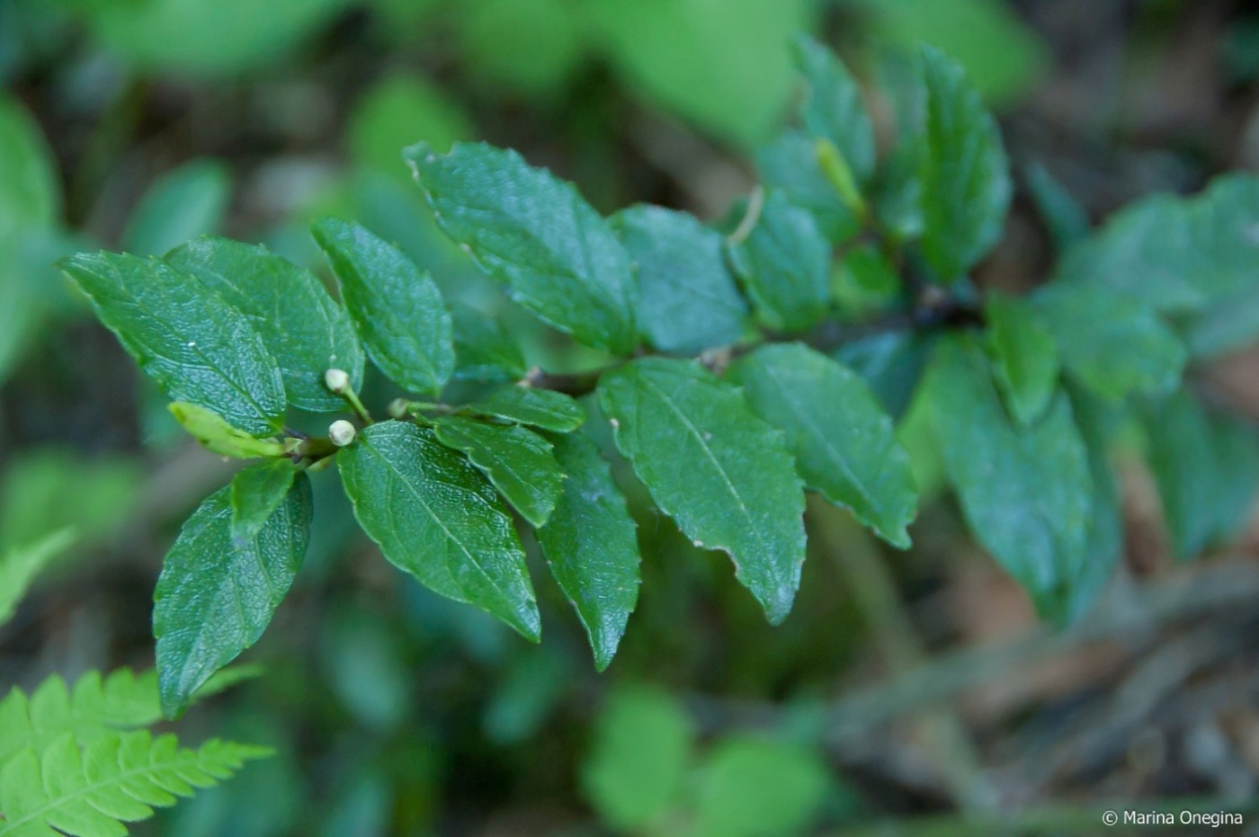 Изображение особи Ilex rugosa.