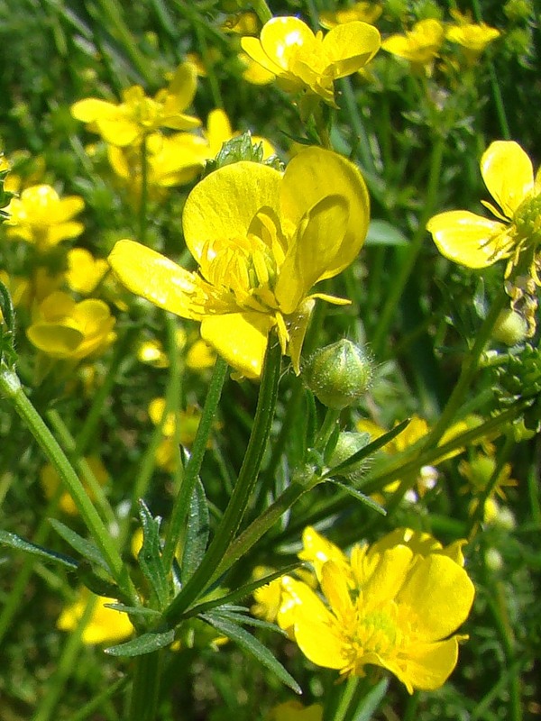 Image of Ranunculus sardous specimen.