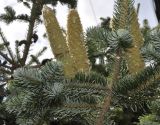 Image of taxon representative. Author is Роланд Цандекидис