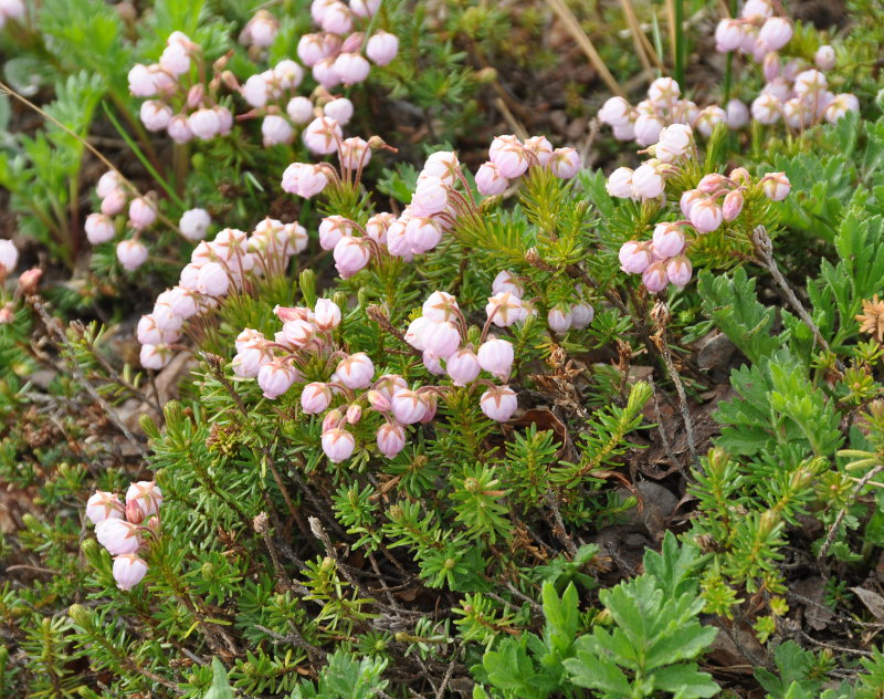 Image of genus Phyllodoce specimen.