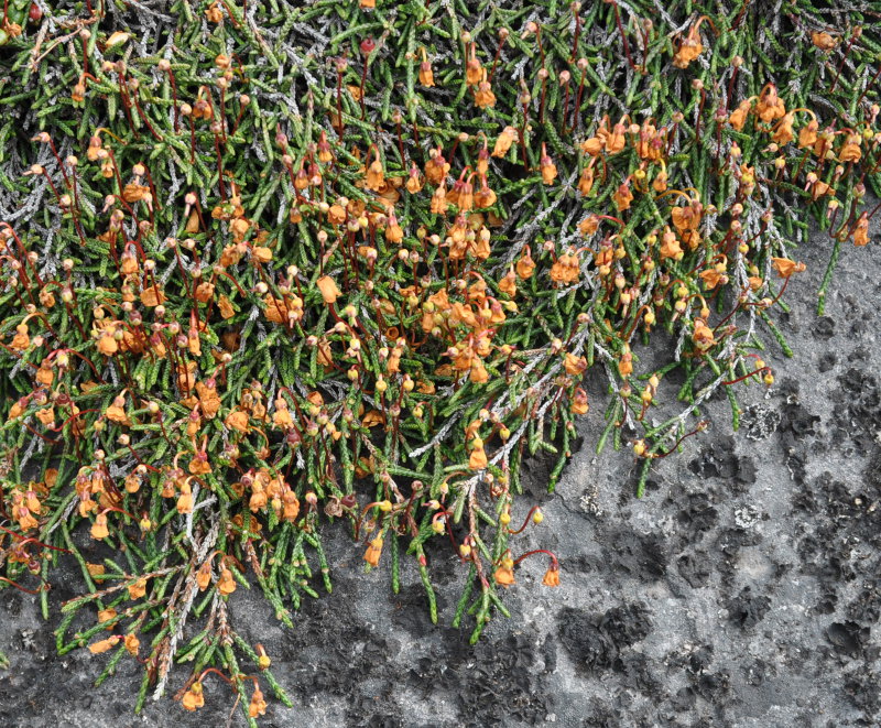 Image of Cassiope lycopodioides specimen.