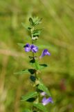 Scutellaria tuminensis