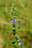 Scutellaria tuminensis. Верхушка цветущего растения. Приморский край, окр. г. Находка, падь Лебединая, сырой луг. 07.09.2013.