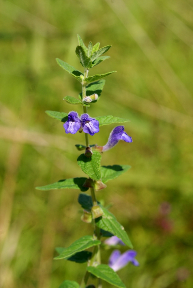 Image of Scutellaria tuminensis specimen.