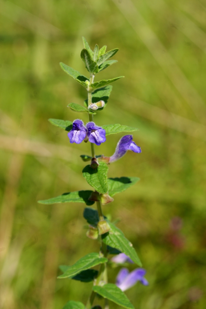 Изображение особи Scutellaria tuminensis.