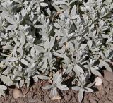 Cerastium biebersteinii