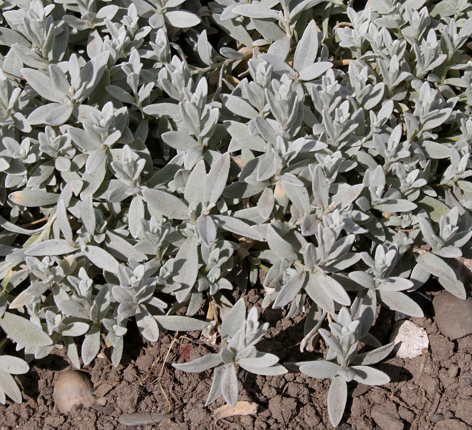 Изображение особи Cerastium biebersteinii.