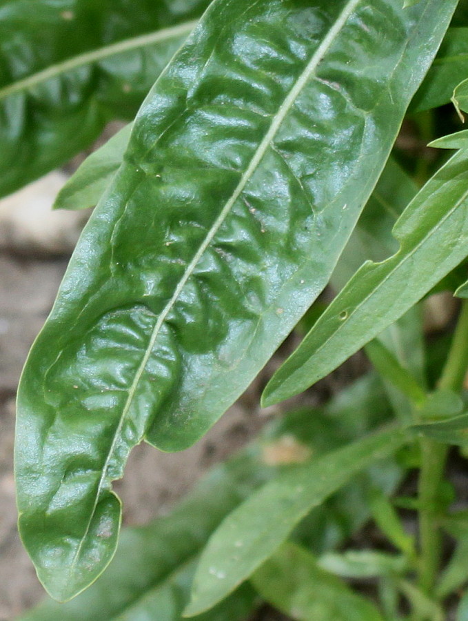 Image of Reseda luteola specimen.