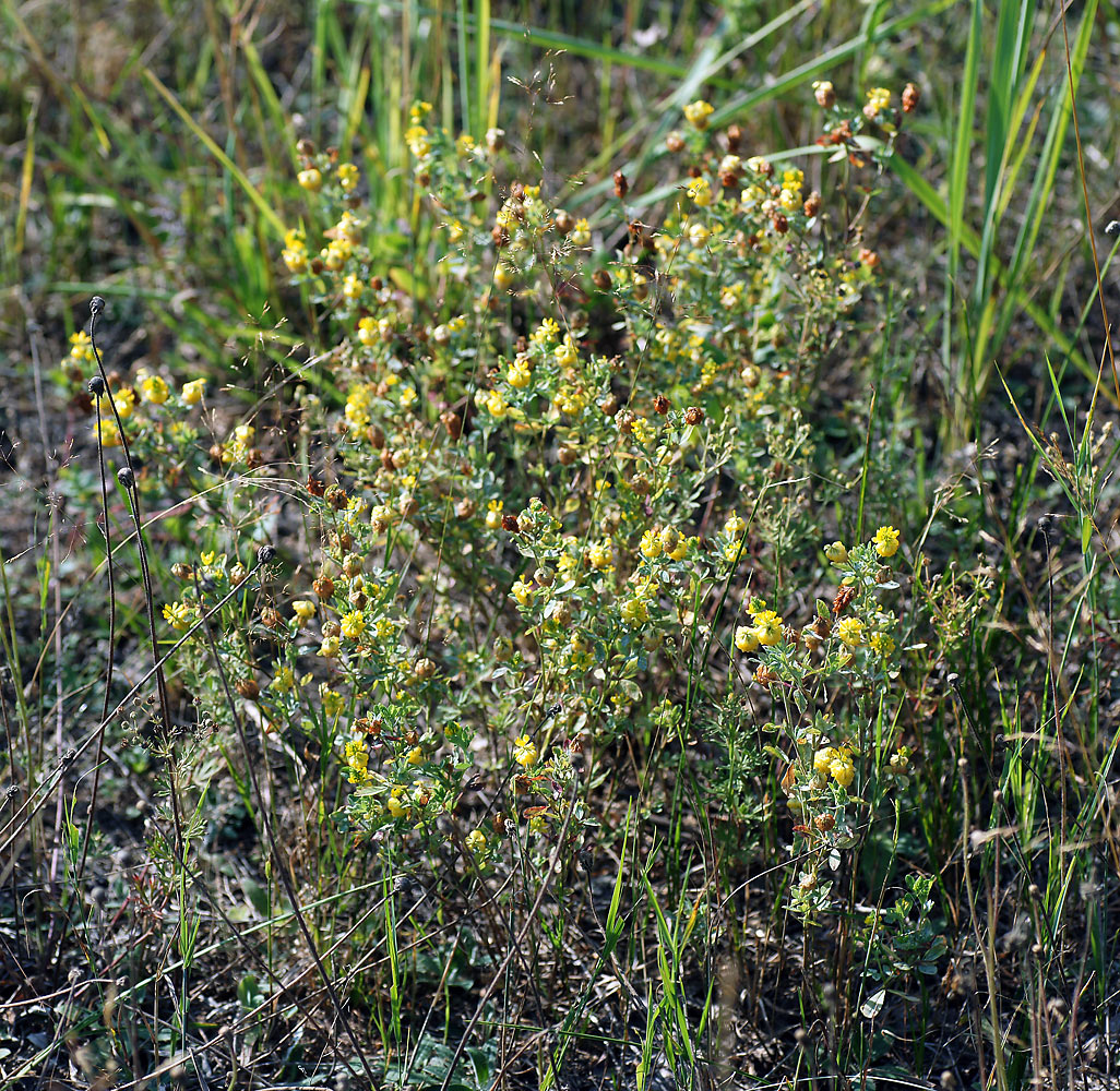 Изображение особи Trifolium aureum.