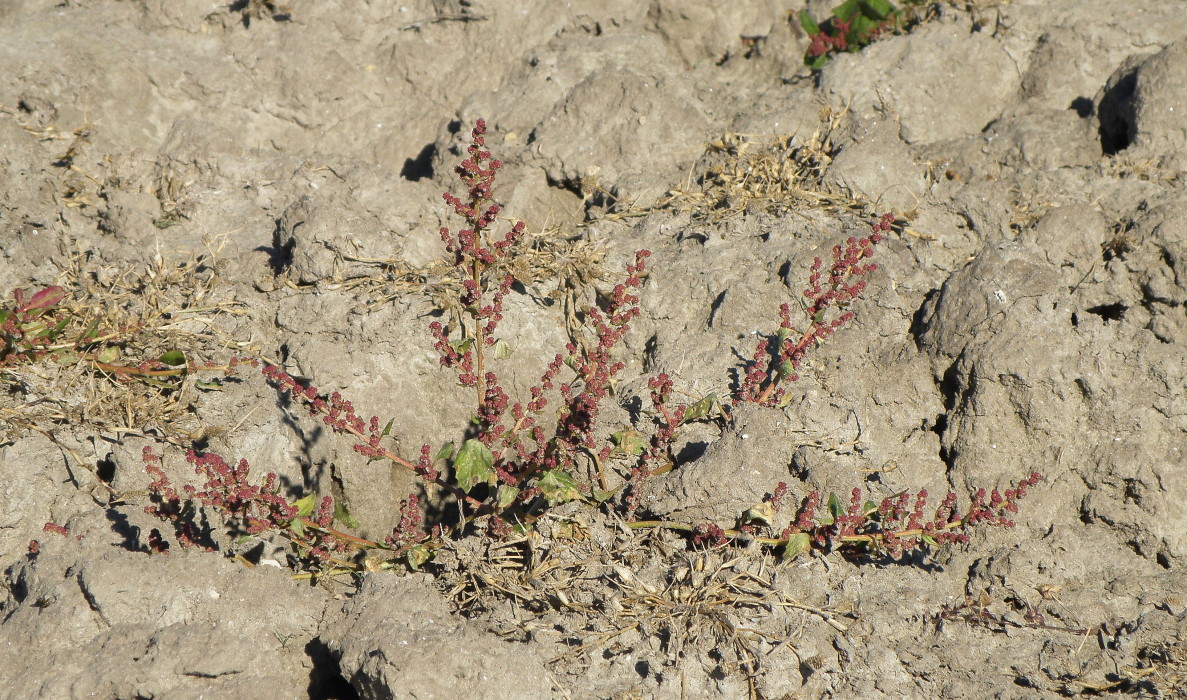 Изображение особи Oxybasis chenopodioides.