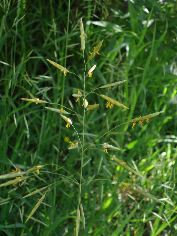 Image of Bromopsis inermis specimen.