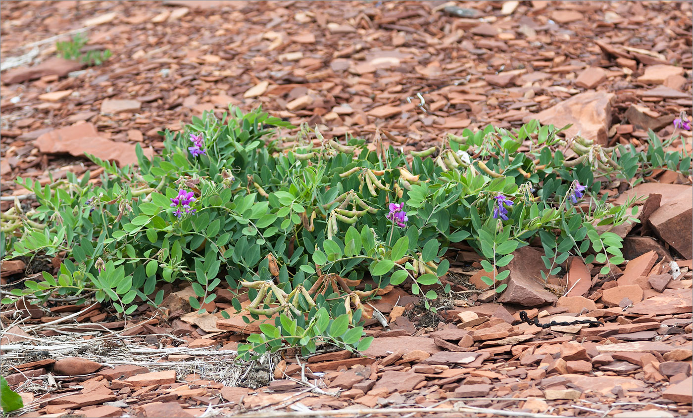 Изображение особи Lathyrus japonicus ssp. pubescens.