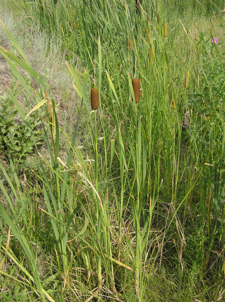 Изображение особи род Typha.