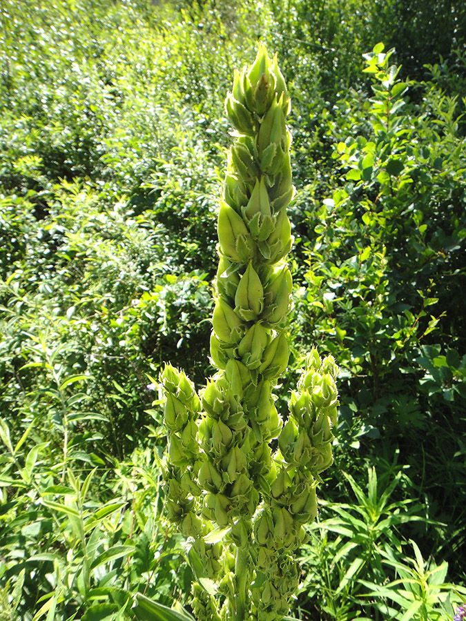 Image of genus Veratrum specimen.