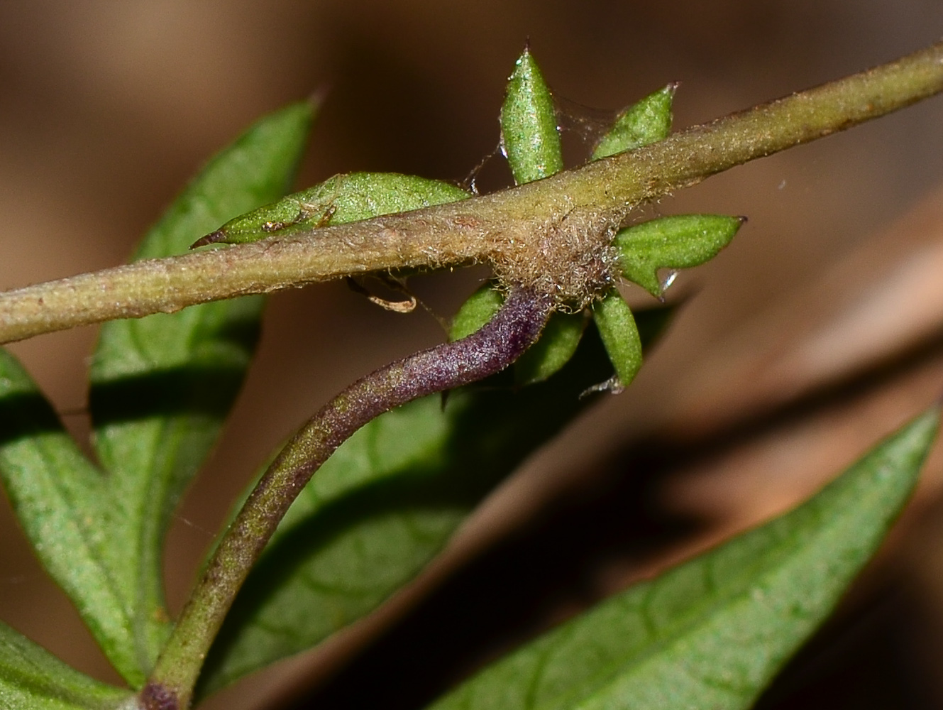 Image of Ipomoea cairica specimen.