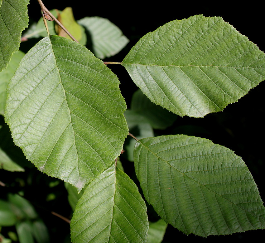 Изображение особи Alnus incana ssp. rugosa.