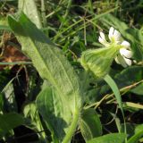 Melandrium latifolium