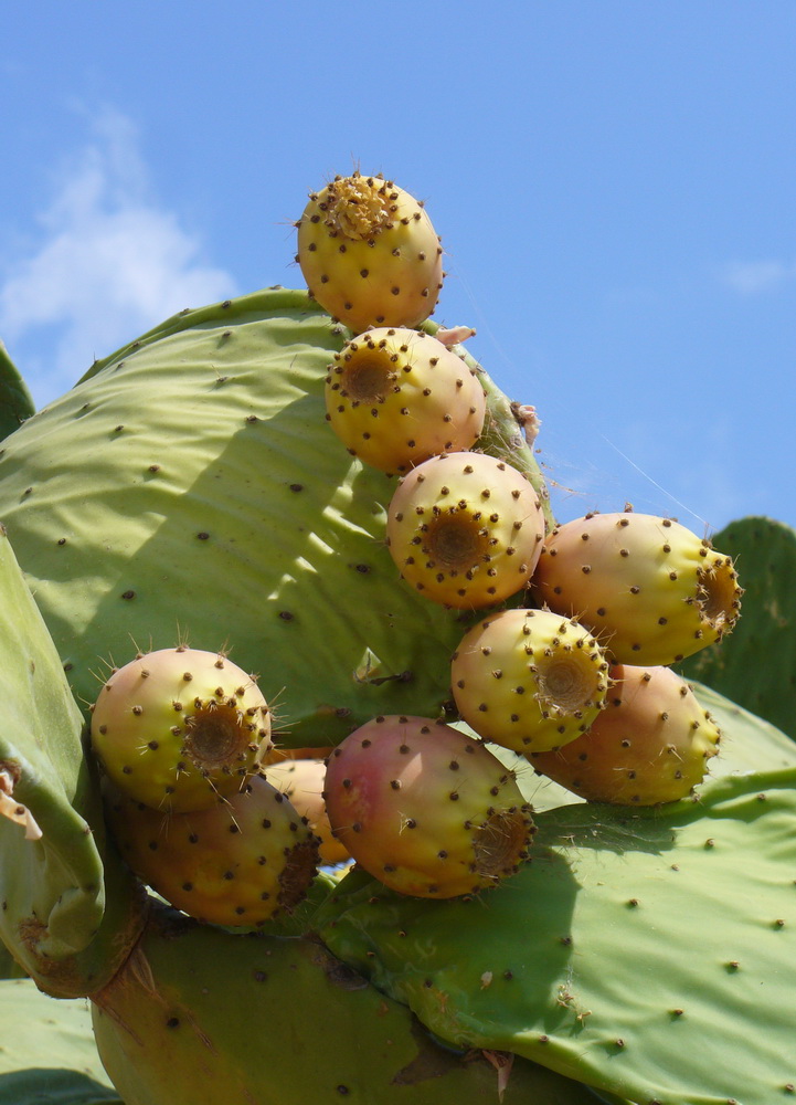 Изображение особи Opuntia ficus-indica.