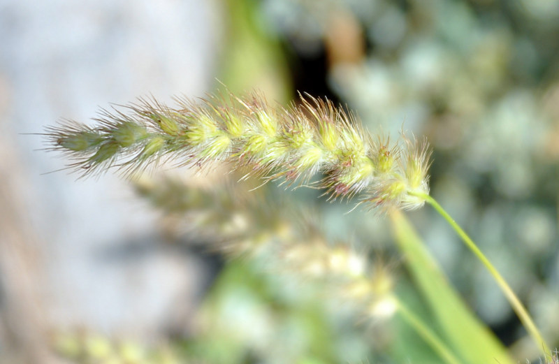 Изображение особи Cenchrus ciliaris.