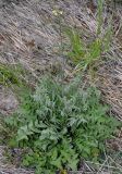 Sisymbrium orientale