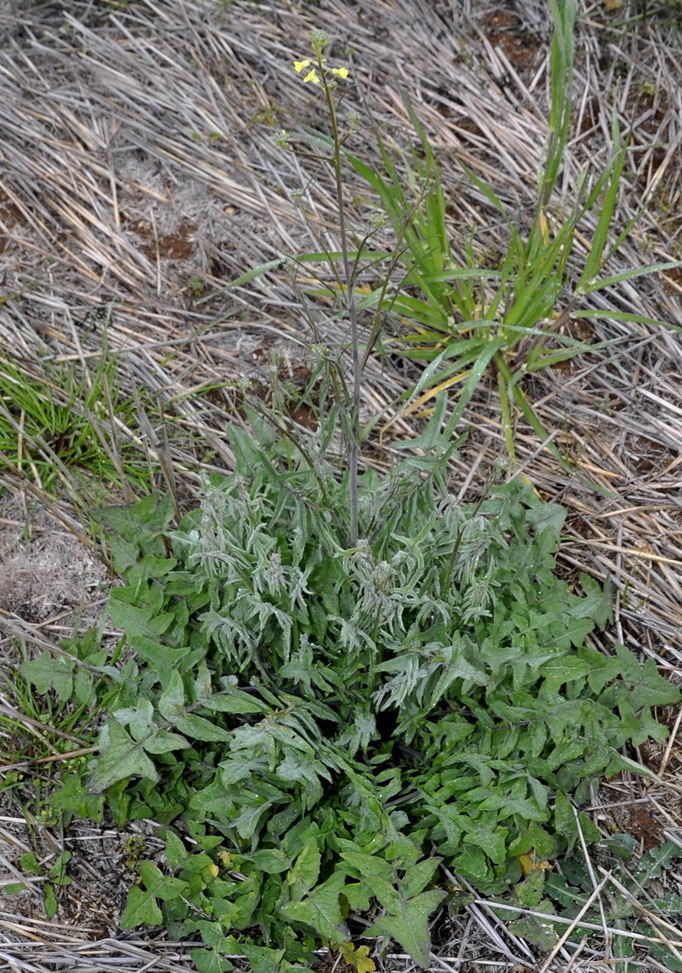 Изображение особи Sisymbrium orientale.