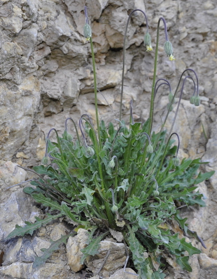 Image of Leontodon biscutellifolius specimen.