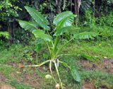 Alocasia macrorrhizos