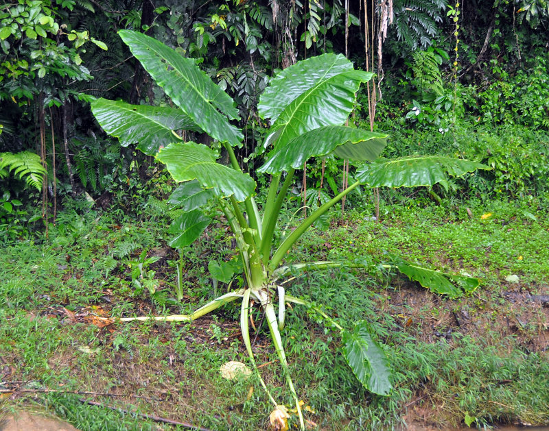 Изображение особи Alocasia macrorrhizos.