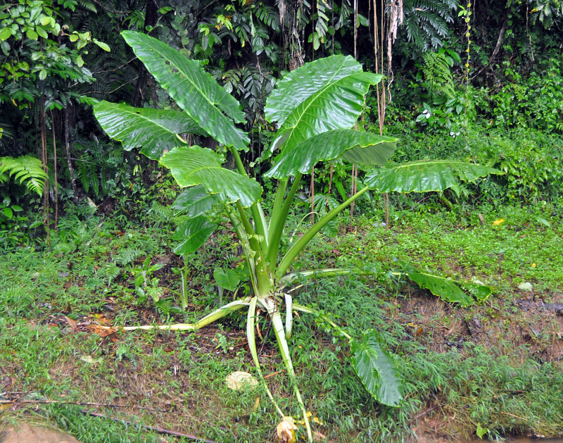 Image of Alocasia macrorrhizos specimen.