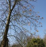 Fraxinus texensis