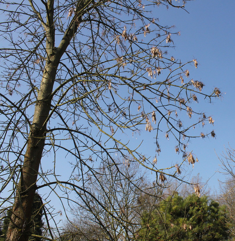 Image of Fraxinus texensis specimen.