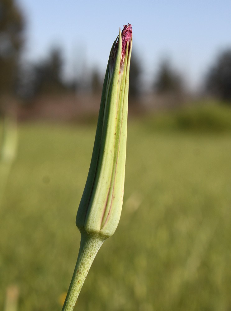 Image of Tragopogon porrifolius ssp. longirostris specimen.