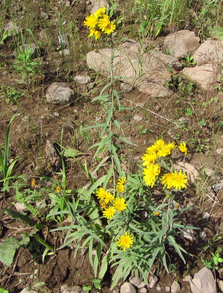 Изображение особи Hieracium umbellatum.