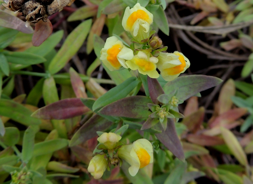 Изображение особи Linaria japonica.
