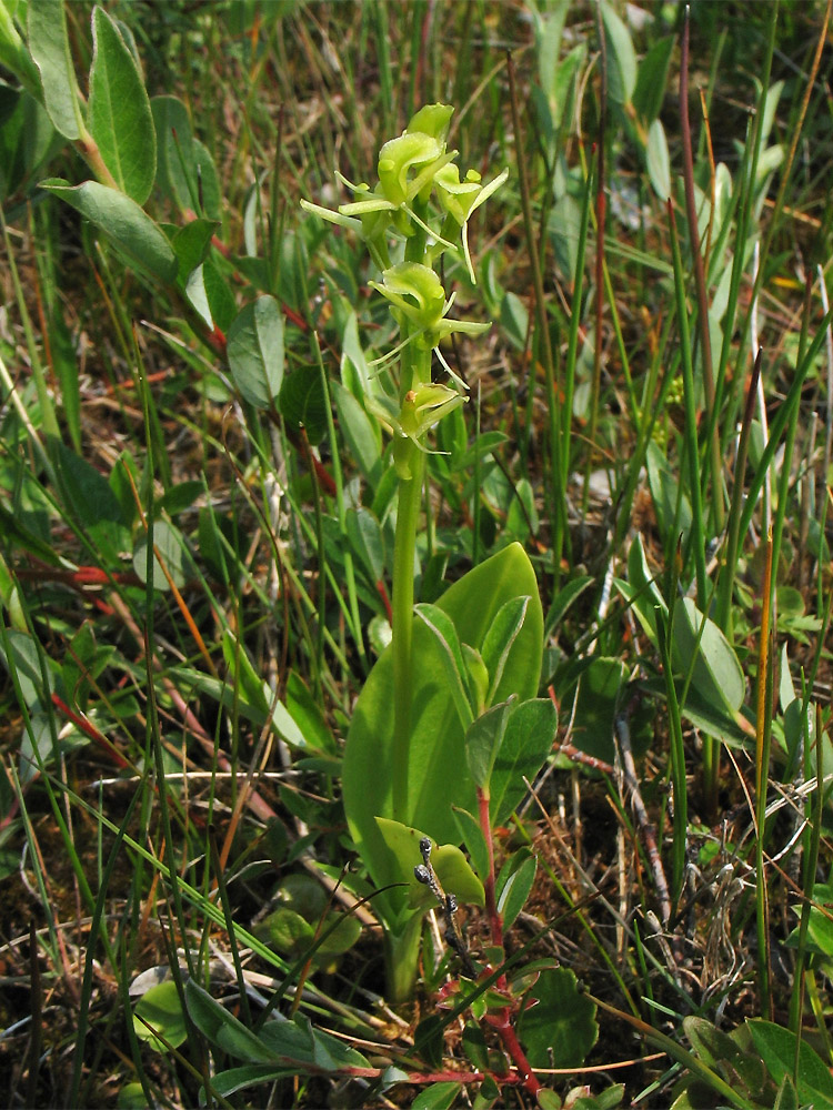 Image of Liparis loeselii specimen.