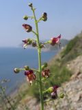 Scrophularia rupestris