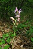 Limodorum abortivum var. viride