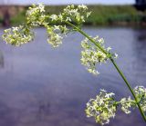 Galium mollugo