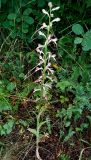Himantoglossum caprinum