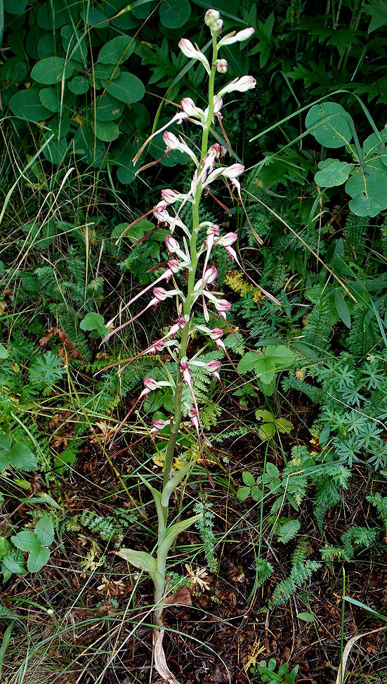 Image of Himantoglossum caprinum specimen.