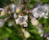 Penstemon digitalis. Цветки и бутоны. Германия, г. Дюссельдорф, Ботанический сад университета. 02.06.2014.