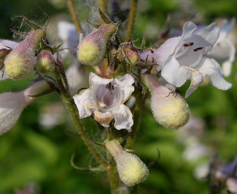 Изображение особи Penstemon digitalis.