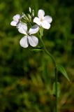 Hesperis sibirica ssp. pseudonivea